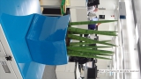 Majestic Display of Sansevieria Cylindrica in Blue Desktop Planter