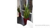 Snake Plant aka Mother-in-Law's Tongue (Sansevieria trifasciata) in Office Dining Area